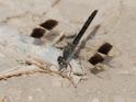 Brachythemis impartita (Northern Banded Groundling) male 4.JPG